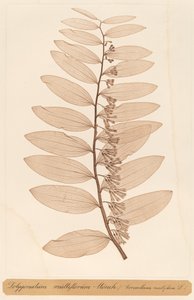 Polygonatum multiflorum Monch od Constetin von Ettinghausen and Alois Pokorny