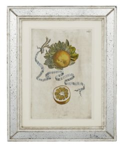 Stočený list oranžový, talíř 389 z „Hesperides sive de Malorum Aureorum Cultura et Usu Libri Quatuor“ od Giovanniho Battisty Ferrariho
