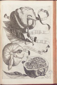 Rohatý pomeranč, deska 409 z „Hesperides or de Malorum Aureorum Cultura et Usu Libri quatuor“ od Giovanniho Battisty Ferrariho, 1646