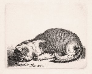 Spící kočka, kolem 1607-81 od Cornelis Saftleven