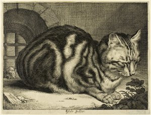 Velká kočka od Cornelis Visscher