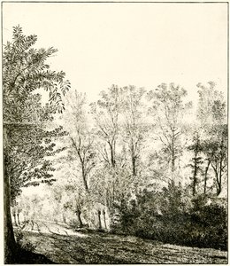 Stezka lesem
