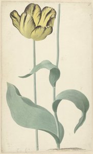 Autor tulp Bizard Louis d