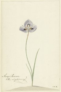 Duhovka od Cornelis van Noorde