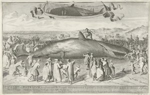 Potvis gestrand bij Egmond aan Zee, 1764 Cagelot of Potwalvis, lang omtrent 60 Voeten, even benoorden Egmond op Zee Levend Gestrand op den 15 Feruary 1764. den 1 Maart aldaar in Veiling Verkogt voor 810 Guldens (title on object)   1357432   cs       czech  od Cornelis van Noorde