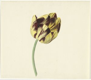 Tulp nazval Bizarda římským pontifikem od Cornelis van Noorde