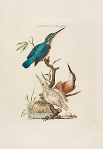Holandští ptáci: Podle jejich domácnosti, Aert a charakteristiky, 1770-1829. od Cornelius Nozeman