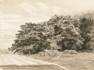 Wrottesley Hall - The Shrubbery: Sépiová kresba, 1820 od Cornelius Varley