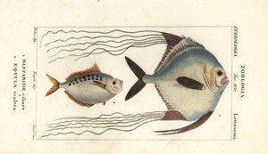 Pompano africké, Alectis ciliaris, Blepharis ciliaris, Blefaride ciliare 1 a ponyfish, Poulain ruse, Leiognathus equulus 2 od Corsi Corsi