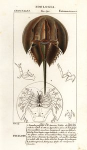Atlantský krab podkovy, Limulus polyphemus