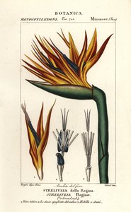 Květ rajky, Strelitzia reginae od Corsi Corsi
