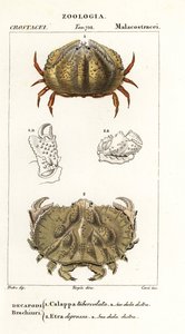 Krab box a krab Aethra od Corsi Corsi