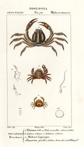 Krab štětinový, Pilumnus hirtellus 1, krab světle modrý, Mictyris longicarpus 2, krab hrachový, Pinnotheres pisum 3 od Corsi Corsi