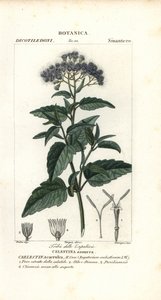 Motýlí mlha, Ageratum corymbosum od Corsi Corsi