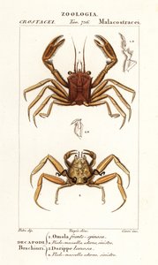 Nosič krab a krab dorripd od Corsi Corsi