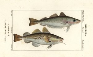 Treska, Gadus morhua, Baccala 1 a treska bezvousá, Merlangius merlangus, Merlango comune 2 od Corsi Corsi