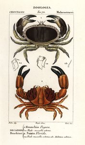 Krab jedlý a krab rýhovaný