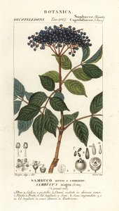 Bez černý evropský, Sambucus nigra, černý nebo obyčejný bez od Corsi Corsi