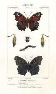 Evropský paví motýl, Aglais io od Corsi Corsi