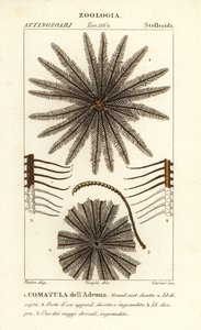 Feather star crinoid, Oligometrides adeonae, Comatula adeonae, Comatula dellAdeona   1402082   cs       czech Successfully Translated  Original: Viterbo Translat: Viterbo 1227531 cs czech Successfully Translated Original: Allegorische voorstelling van de  od Corsi Corsi
