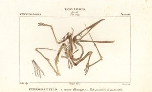 Fosilní kostra vyhynulého pterodaktyla, Pterodactylus antiquus