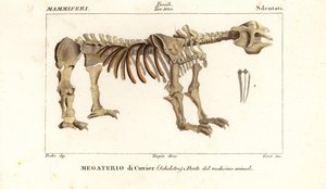 Fosilní kostra obřího pozemního lenochoda Megatherium americanum