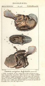Chobotnice argonauta větší, Argonauta argo