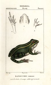 Zelená žába, Pelophylax kl esculentus od Corsi Corsi