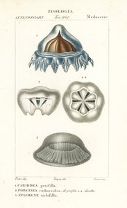 Medúza přilbová, Periphylla periphylla 1, Phorcynia cudonoidea 2 a Eulimene ciclophylla 3