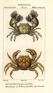 Hemigrapsus penicillatus a Potamon fluviatile od Corsi Corsi