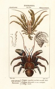 Krabi poustevníci a kokosový krab od Corsi Corsi