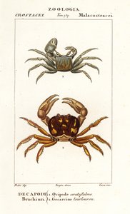 Horned duch krab a zombie krab od Corsi Corsi