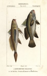 chřástal dlouhoocasý, Lonchurus lanceolatus 1 a řídký, chřástal, kamenný okoun, stínka, Argyrosomus regius 2 od Corsi Corsi