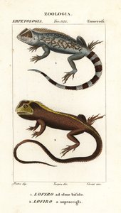 ještěrka lyreshead, Lyriocephalus scutatus 1 a ještěrka potápivá nebo leguán mophead, Uranoscodon superciliosus 2 od Corsi Corsi