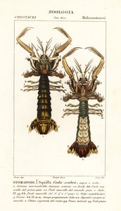 Kreveta kudlanka, Lysiosquilla scabricauda od Corsi Corsi
