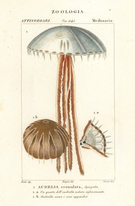 Měsíční medúza, Aurelia crenulata od Corsi Corsi