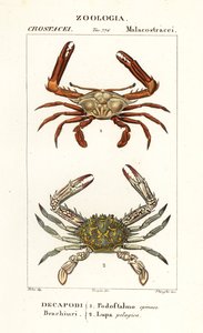 Periskopový krab a květinový krab od Corsi Corsi