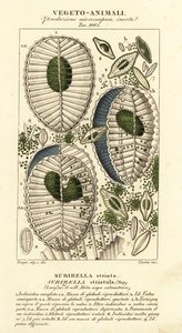 Plankton, Surirella striatula, Surirella striata od Corsi Corsi