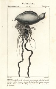 Portugalský válečný muž Physalia physalis od Corsi Corsi