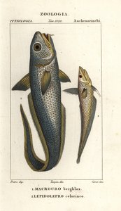 Hlavoun hrubohlavý nebo hlavoun cibulooký, Macrourus berglax 1 a hlavoun dutý, Coelorhynchus caelorhincus (Lepidoleprus coelorhynchus) 2