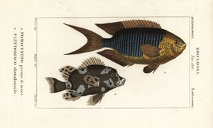 Sapphire damsel, Pomacentrus pavo, pavone di mare 1 a harlekýn sweetlips, Plectorhinchus chaetodonoides, Plettorinco chetodonoides 2 od Corsi Corsi