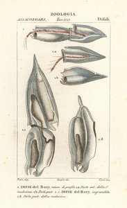 Sifonofory, Diphyes dispar, Diphyes boryi, Difie del Bory od Corsi Corsi