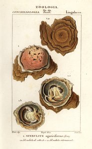 Spherulites agariciformis od Corsi Corsi