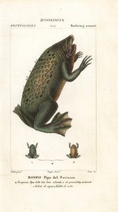 Ropucha surinamská, Pipa pipa
