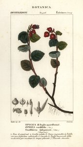 Teaberry, Gaultheria domingensis od Corsi Corsi