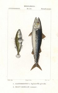 Třícípý lipkavec a makrela atlantická od Corsi Corsi