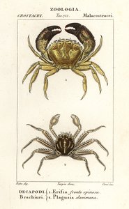 Krab bradavičnatý a krab plochý od Corsi Corsi
