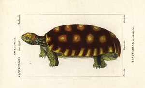 želva žlutonohá nebo želva velká brazilská, Chelonoidis denticulatus Testudo tabulata Testuginne intarsiata od Corsi Corsi