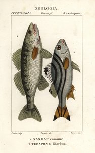 Zander, Sander lucioperca 1 a jarbua terapon, Terapon jarbua 2 od Corsi Corsi