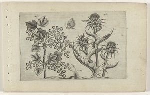 Aalbes a Mariadistel Know the Lilies (název série) od Crispijn van de Passe (I) (attributed to)
